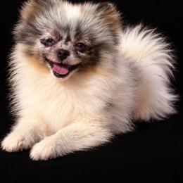 Mosaic - Blue Merle Parti Female - Blue merle female Pomeranian puppy in Buck Valley, Pennsylvania from Buck Valley Pomeranians