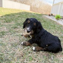 Sully - Phantom male Bernedoodle puppy in Wamego, Kansas from Doodles of Oz