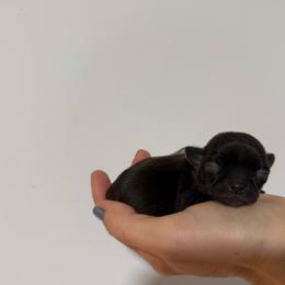 Girl 6000 - Black female Chihuahua puppy in Miami, Florida from Natalias Tiny Chihuahuas