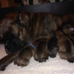 Boxer Puppies from Quinney’s Boxers