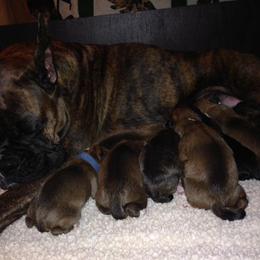 Boxer Puppies from Quinney’s Boxers