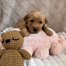 Golden Retriever Puppies from Haven of Hope Golden Retrievers