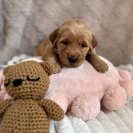 Golden Retriever Puppies from Haven of Hope Golden Retrievers