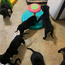 Labrador Retriever Puppies from Still Pond Retrievers