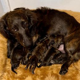 Dachshund puppies from Desert Horizon Dachshunds