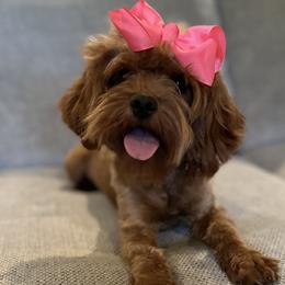 Cavapoos, Goldendoodles, and Poodles from Pearls & Curls doodles & poodles