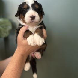Bernedoodle Puppies from Cali Bernedoodles