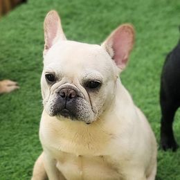Blondie - French Bulldog
