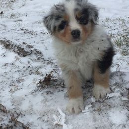 Australian Shepherd Puppies from Celtic Brae Australian Shepherds