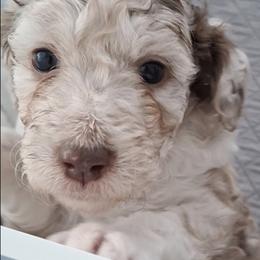 Aussiedoodle and Miniature Australian Shepherd Puppies from Aussies Acre