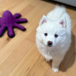 Fern - White male Pomsky puppy in Hudson, New Hampshire from Granite State Pomskies