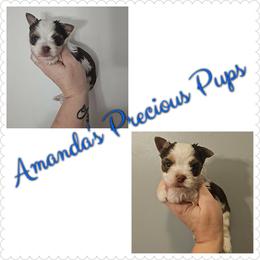 Toby - Chocolate, tan and white male Yorkshire Terrier puppy in Wartburg, Tennessee from Amanda's Precious Pups