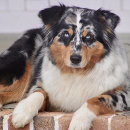 Libby - Australian Shepherd