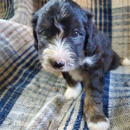 Fozzie - Black male Sheepadoodle puppy in Bellevue, Iowa from Fluffy Wonders Poms and Doodles