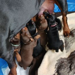 Doberman Pinscher Puppies from Bigfoot Valley Dobermans
