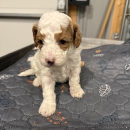 SPOT - Parti male Poodle puppy in Wentworth, South Dakota from PaintersPreciousPoodles