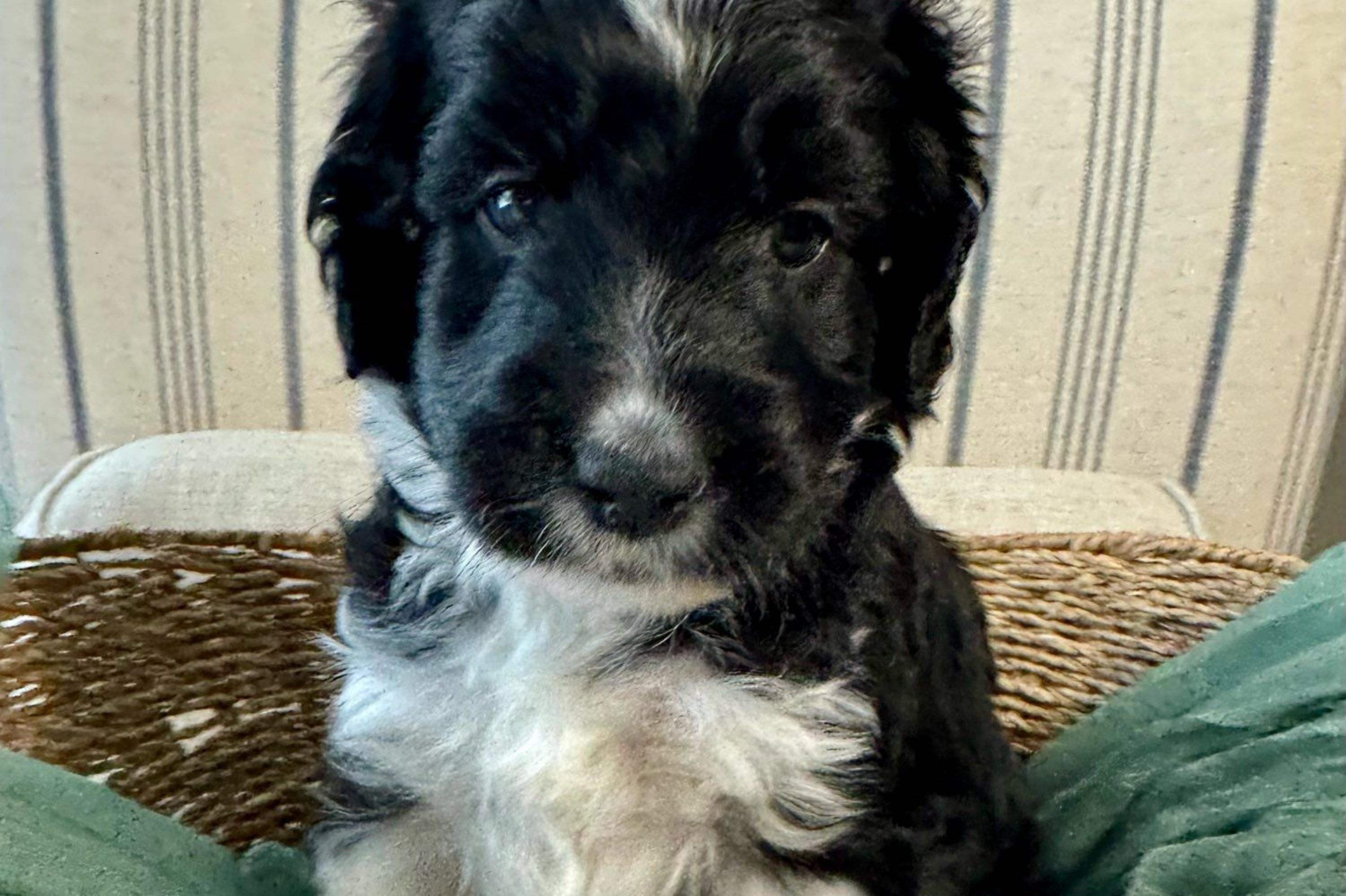“Snickers”(black and white tuxedo) - Black and white Aussiedoodle puppy in Ayden, North Carolina from Sugar Creek Oodles