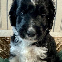 “Snickers”(black and white tuxedo) - Black and white Aussiedoodle puppy in Ayden, North Carolina from Sugar Creek Oodles