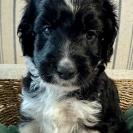 “Snickers”(black and white tuxedo) - Black and white Aussiedoodle puppy in Ayden, North Carolina from Sugar Creek Oodles