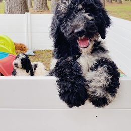 Goldendoodle and Poodle Puppies from SnickerDoodlePups