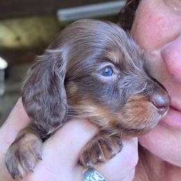 Chloe's chocolate girl - Chocolate and tan female Dachshund puppy in Caldwell, Idaho from Dozendachs