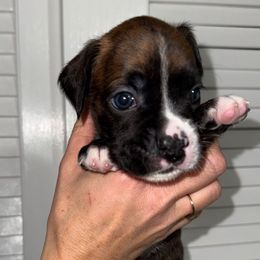 Tyson - Brindle male Boxer puppy in Jamesville, New York from Reynolds Homestead Boxers