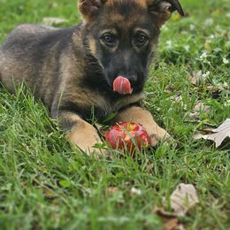 German Shepherd Puppies from Von Thomson Haus