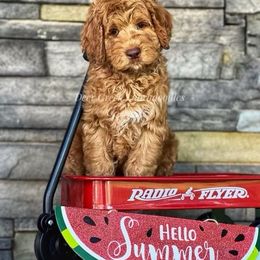 Australian Labradoodle, Cavapoo, and Goldendoodle Puppies from Deer Creek Labradoodles