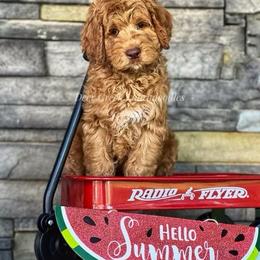 Australian Labradoodle, Cavapoo, and Goldendoodle Puppies from Deer Creek Labradoodles