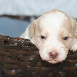 Bernedoodle Puppies from Sparling's Doodles