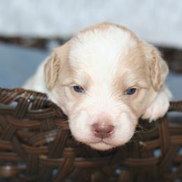 Bernedoodle Puppies from Sparling's Doodles