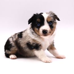 Blue Merle boy 2 - Blue merle male Toy Australian Shepherd puppy in Hamilton, Montana from Bitterroot Toy Aussies