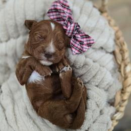 Flossie - Red  female Goldendoodle puppy in Fordland, Missouri from K&K's Puppy Kingdom