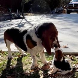 Walter - Basset Hound