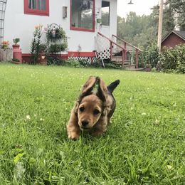 Dachshund Puppies from Hidden Haven Dachshunds