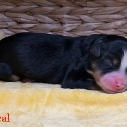 Teal - male Australian Mountain Doodle puppy in Henry, Illinois from Rowe Farms Doodles