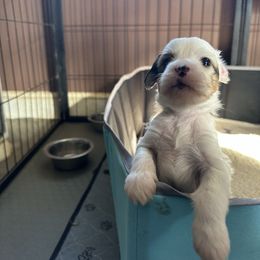 Sapphire - Cream male Chinese Crested puppy in New Windsor, Maryland from Ambush Kennel