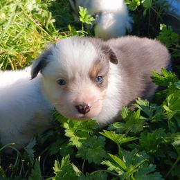 Coal - Blue merle male Australian Shepherd puppy in Sultan, Washington from Van Huitt Australian Shepherds