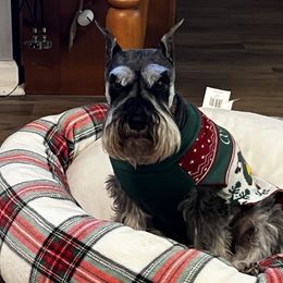 Miniature Schnauzer Puppies from Pierhaus Minature Schnauzers