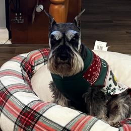 Miniature Schnauzer Puppies from Pierhaus Minature Schnauzers