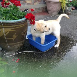 Labrador Retriever Puppies from Cecilie Drege