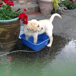 Labrador Retriever Puppies from Cecilie Drege