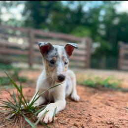 Miracle - Blue merle white and tan female Collie puppy in Amherst, Virginia from Clearvu Kennels