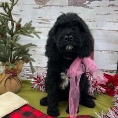 Sasha - Black and white female Springerdoodle puppy in Lisbon, Ohio from Willow Lane Doodles
