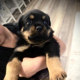 Thunder - Black and mahogany male Rottweiler puppy in Parker, Colorado from Denver Rottweilers