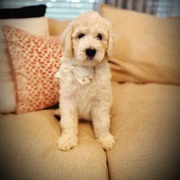 White Collar- Pearl - Cream female Goldendoodle puppy in Silsbee, Texas from Barkley Lane Doodles LLC