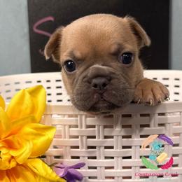 Sienna - Blue fawn female French Bulldog puppy in Bowman, Georgia from Companion Creek Farm