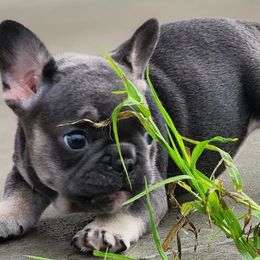 French Bulldogs from Executive Frenchies