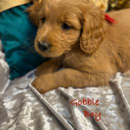 Gobble - Red  male Goldendoodle puppy in Rockville, Minnesota from Bracha Poodles & Doodles