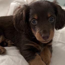 Dachshunds and French Bulldogs from Dixie Chic Frenchies & Dachshunds
